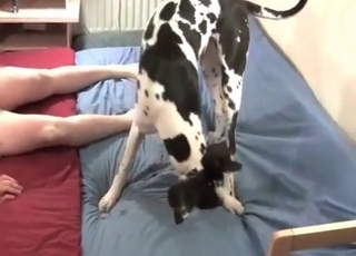 Spotted doggy is enjoying a manmeat