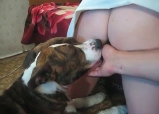 Brown dog drilled her wet cunt in doggy pose