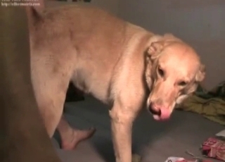 Amateur fucking a cute dog