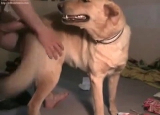 Amateur fucking a cute dog