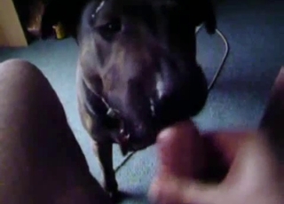 POV blowjob from a very horny dog