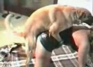Dog is getting violated hard from behind