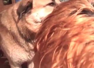 Crazy zoo slut and taught doggy