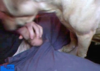 Dog licks and sucks my dick with love