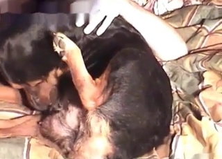 Stud drills his horny dog sideways