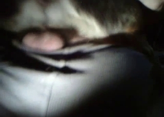 Boy enjoys intense sex with his dog