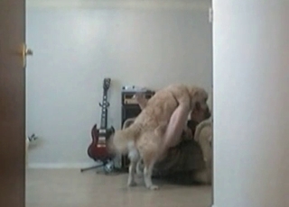 Musician is having sex with a dog
