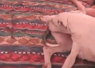 Cute doggy is loving intensive sex