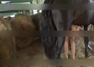 Cute barn bestiality XXX with a brutal black horse