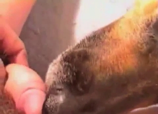 Sticking my wiener in doggy tight ass