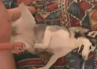 The tight asshole of this horny doggie-style is banged