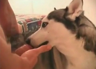 The tight asshole of this horny doggie-style is banged
