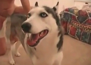 The tight asshole of this horny doggie-style is banged
