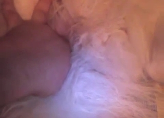 Hairy white dog gets finger-blasted stiff