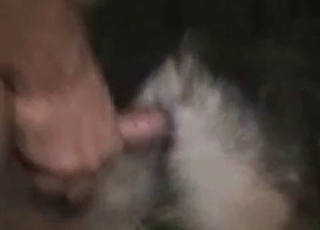 Amazing mutt is getting railed hardcore