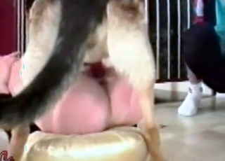Sexy dark-haired sucking her lovely doggy