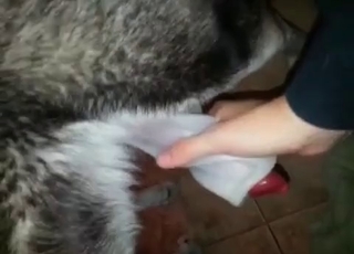 Husky showcasing off its rod
