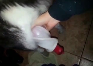 Husky showcasing off its rod