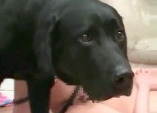 Slutty amateur getting fucked by a dog