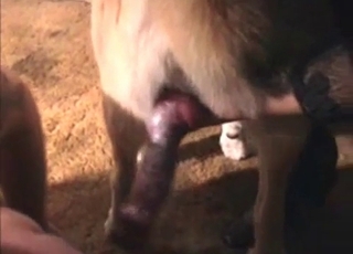 Fat Cougar seducing her naughty dog