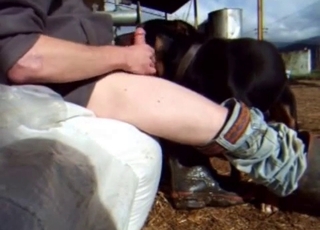 Ultra-kinky dog gets teased with a cock