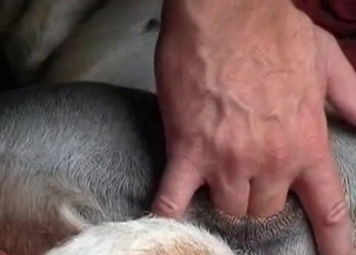 Dude is playing with his doggy's tight bunghole