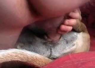 Dude is playing with his doggy's tight bunghole