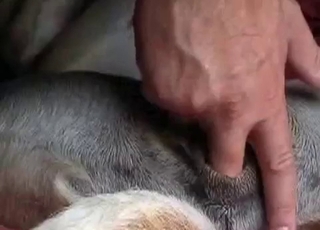 Dude is playing with his doggy's tight bunghole