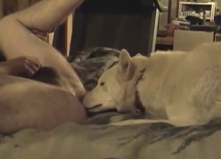 White dog leisurely licks my asshole in couch