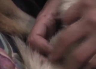 Moustache man gobbling his dog's pussy