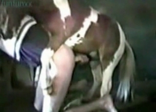 Zoo video with a gorgeous doggie entertainment
