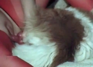 Hairy doggy impales a tight snatch