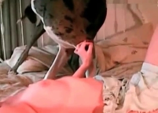 Hard, firm dog cock