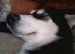 Wet cooch of a doggie gets entirely manhandled sexually