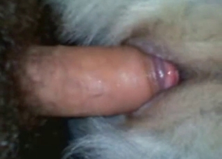 Wet cooch of a doggie gets entirely manhandled sexually