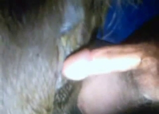 Great doggie hook-up action with a nice animal