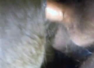 Great doggie hook-up action with a nice animal