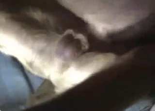 Playing with my playful retriever in close-up