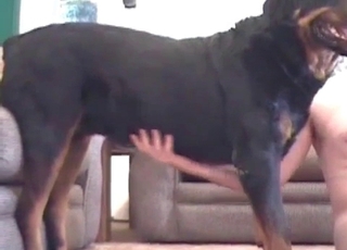 Doggy meatpipe is being fellated by masculine