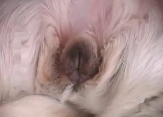 Good milky retriever in impressive bestiality