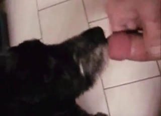 This doggy is tonguing a dick like a pro