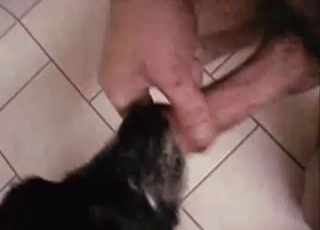 This doggy is tonguing a dick like a pro