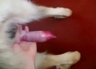 Happily showcasing that dog cock
