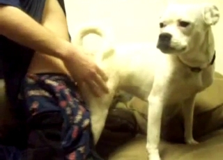 White dog sucking a huge dick of my hubby