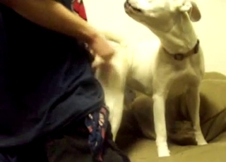 White dog sucking a huge dick of my hubby