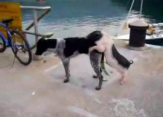 Small and youthfull mutt fucks a big violent beast