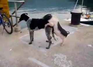 Small and youthfull mutt fucks a big violent beast