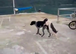 Small and youthfull mutt fucks a big violent beast