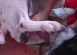 The first-class blowjob provided for a wild doggy