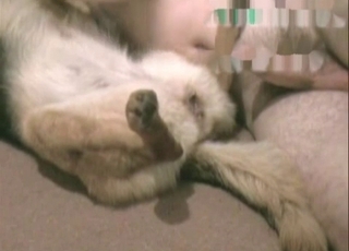Horny person is abusing this ultra-cute tiny doggo